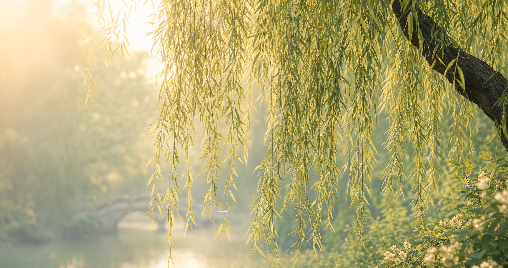 Soft morning light through weeping willow branches